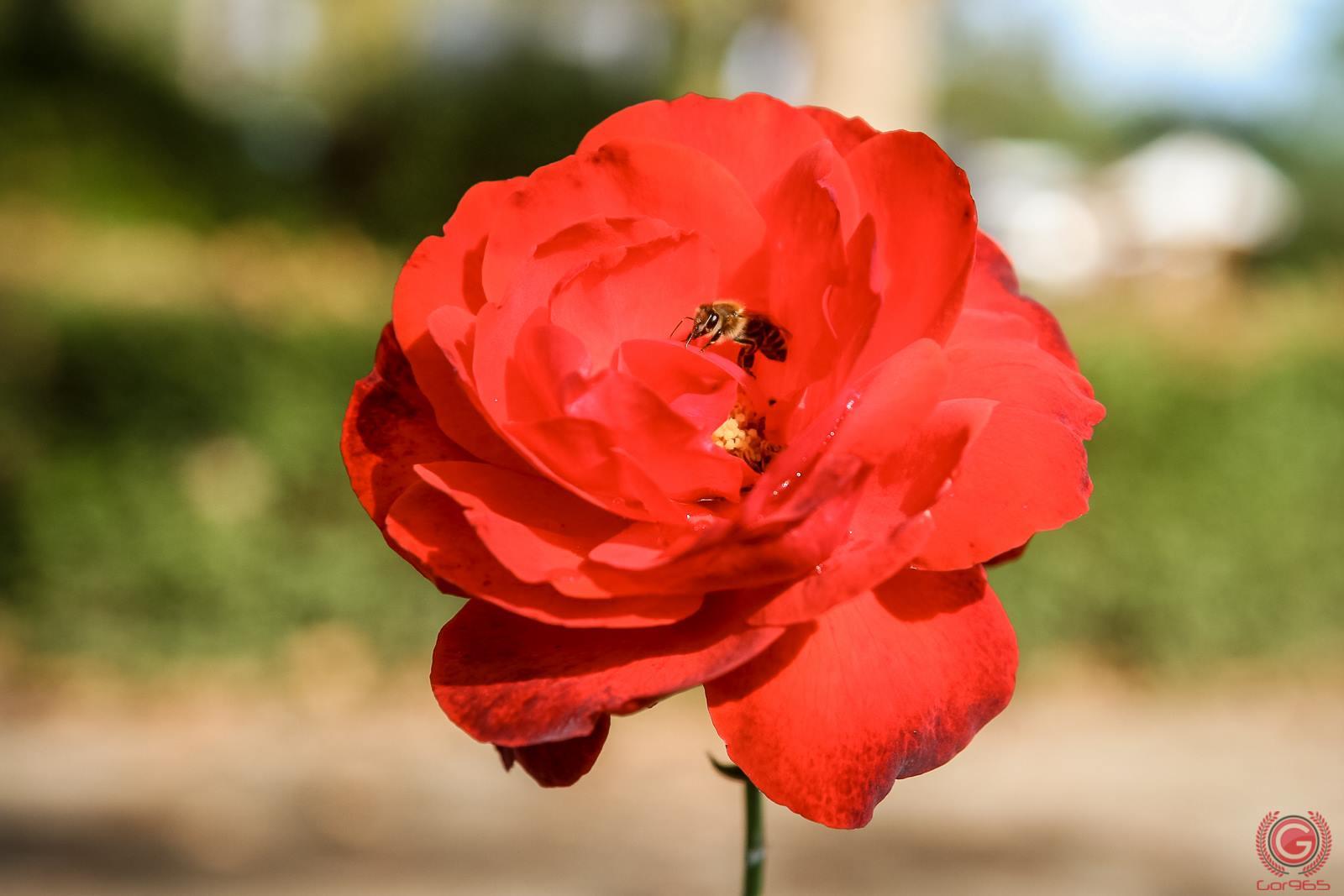 Concursuri 2016 by gor965 - 1450054611737411126491814914712502028044523o.jpg